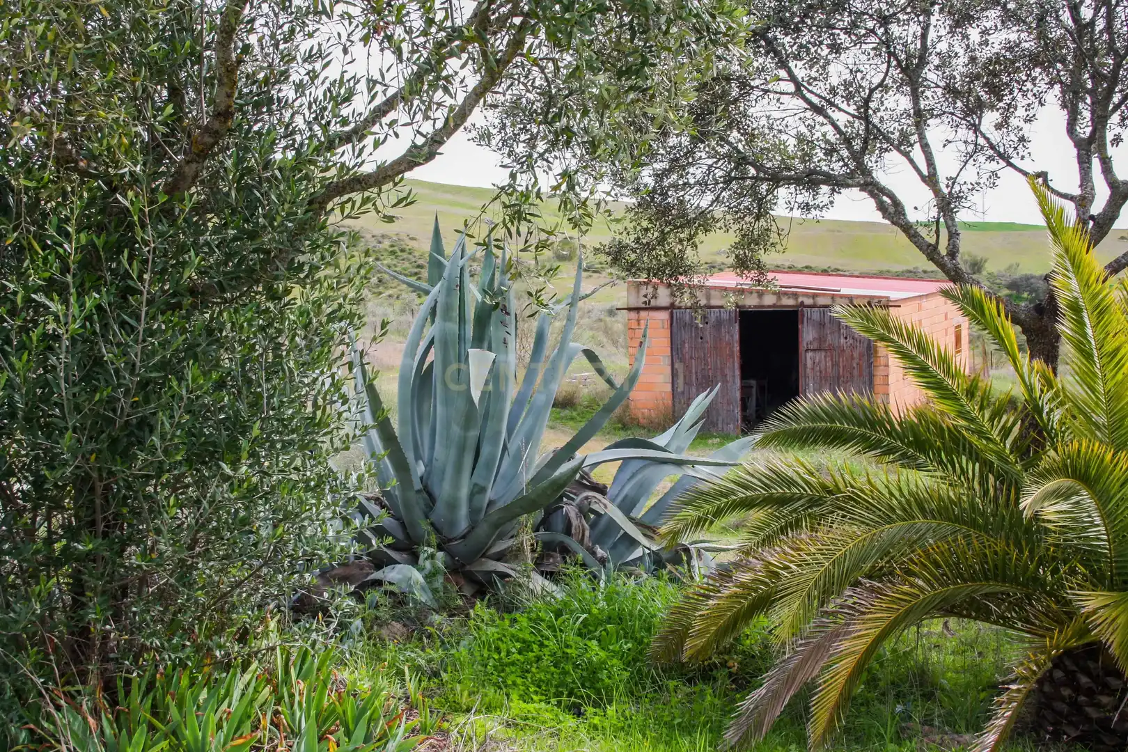 Garden of Land for sale in Azuaga