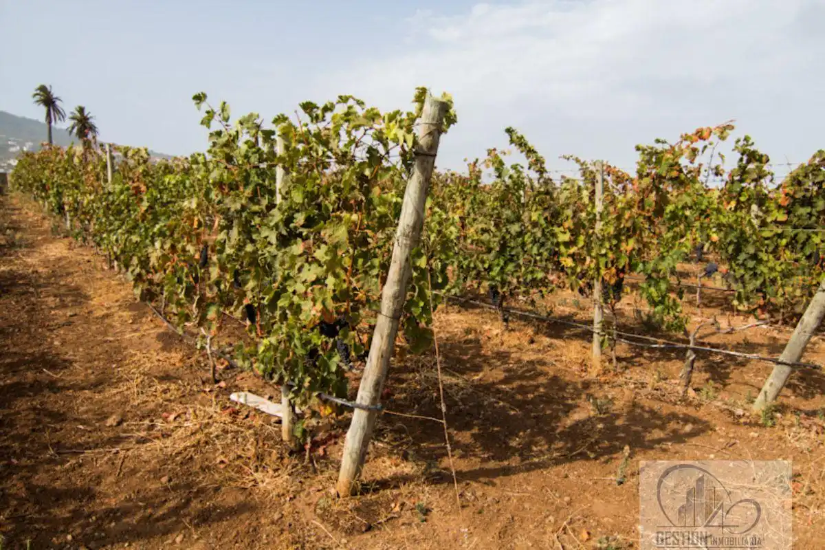 Finca rústica en venda en Santa Úrsula amb Terrassa i Balcó
