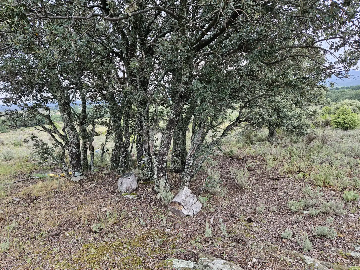 Terreny rústic en venda a Lozoyuela-navas-sieteiglesias, imagen 27