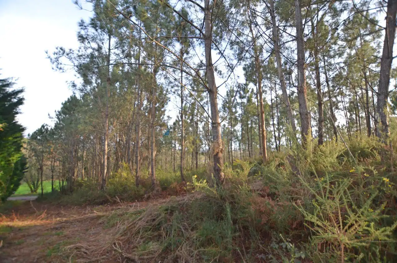 Terreno rustico in vendita a CARREGAL ABAIXO, imagen 5