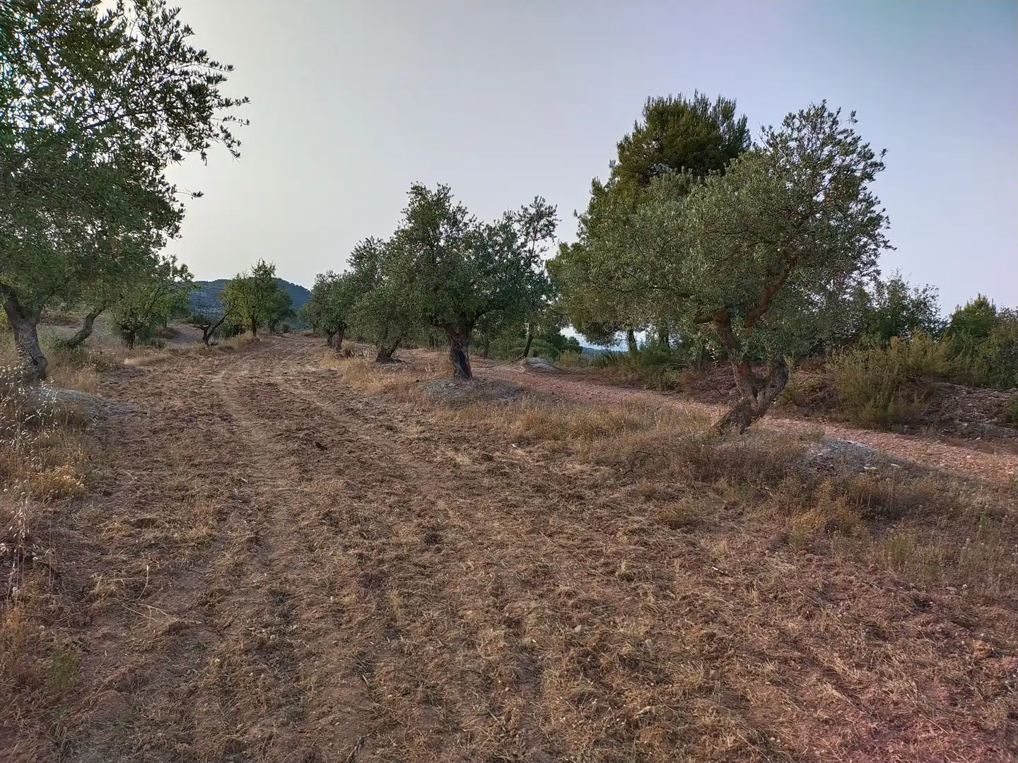 Terreno rústico en venta en Cervià de Les Garrigues, imagen 11