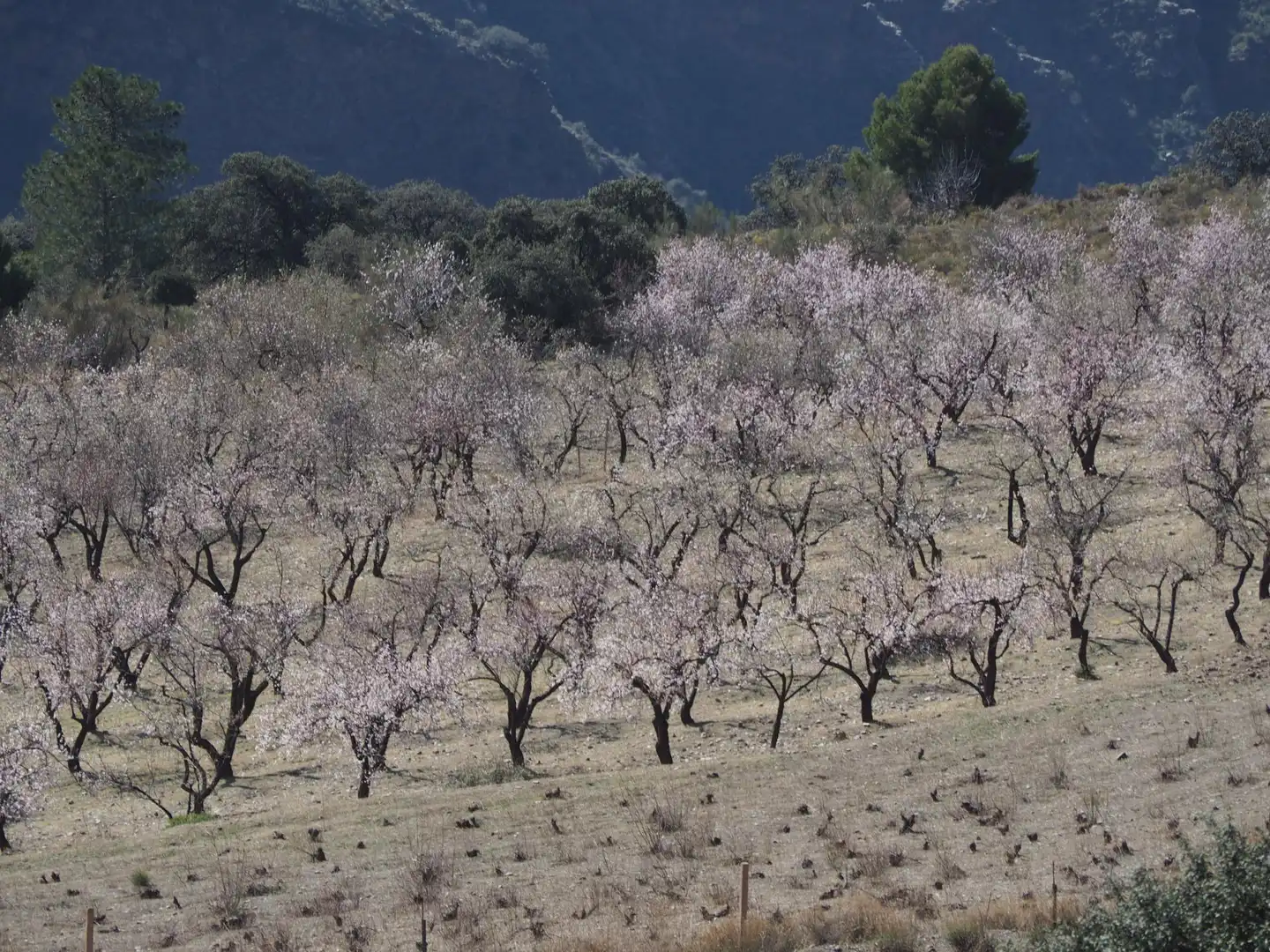 Jardí de Finca rústica en venda en Pórtugos