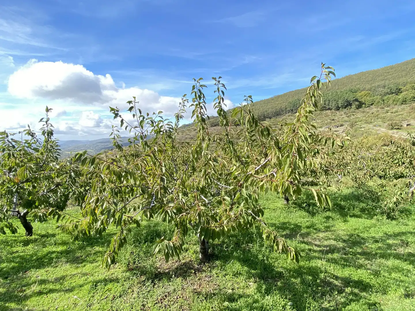 Terreni e lotti in vendita a Barrado, imagen 27