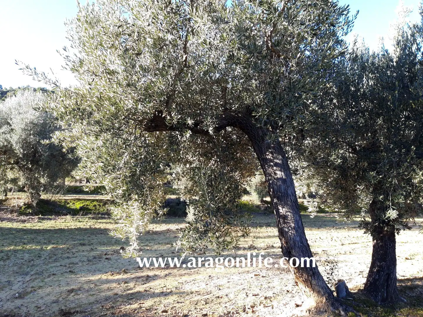 Terreni e lotti in vendita a Maella, imagen 12