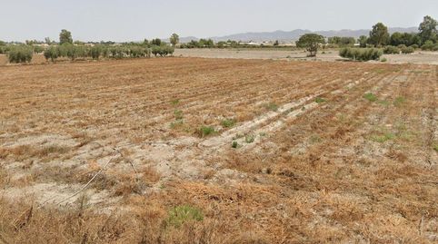 PARCELA DE REGADÍO PARA CULTIVO DE HORTALIZA Y FRUTÍCOLA.., immagine 4