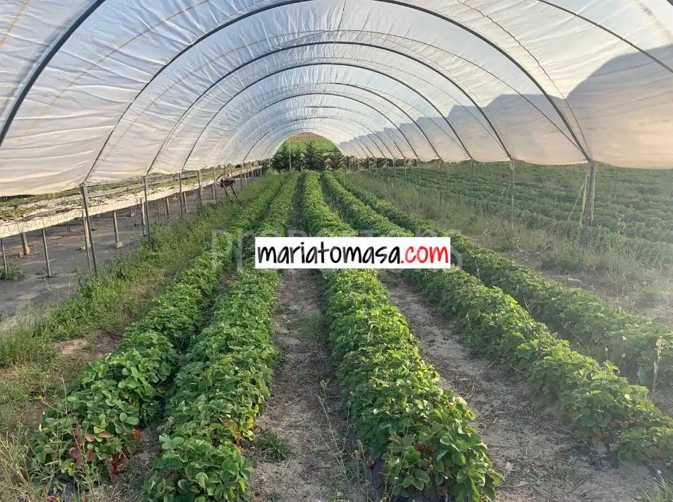Lands and plots for sale in Zona rural noroeste, imagen 3