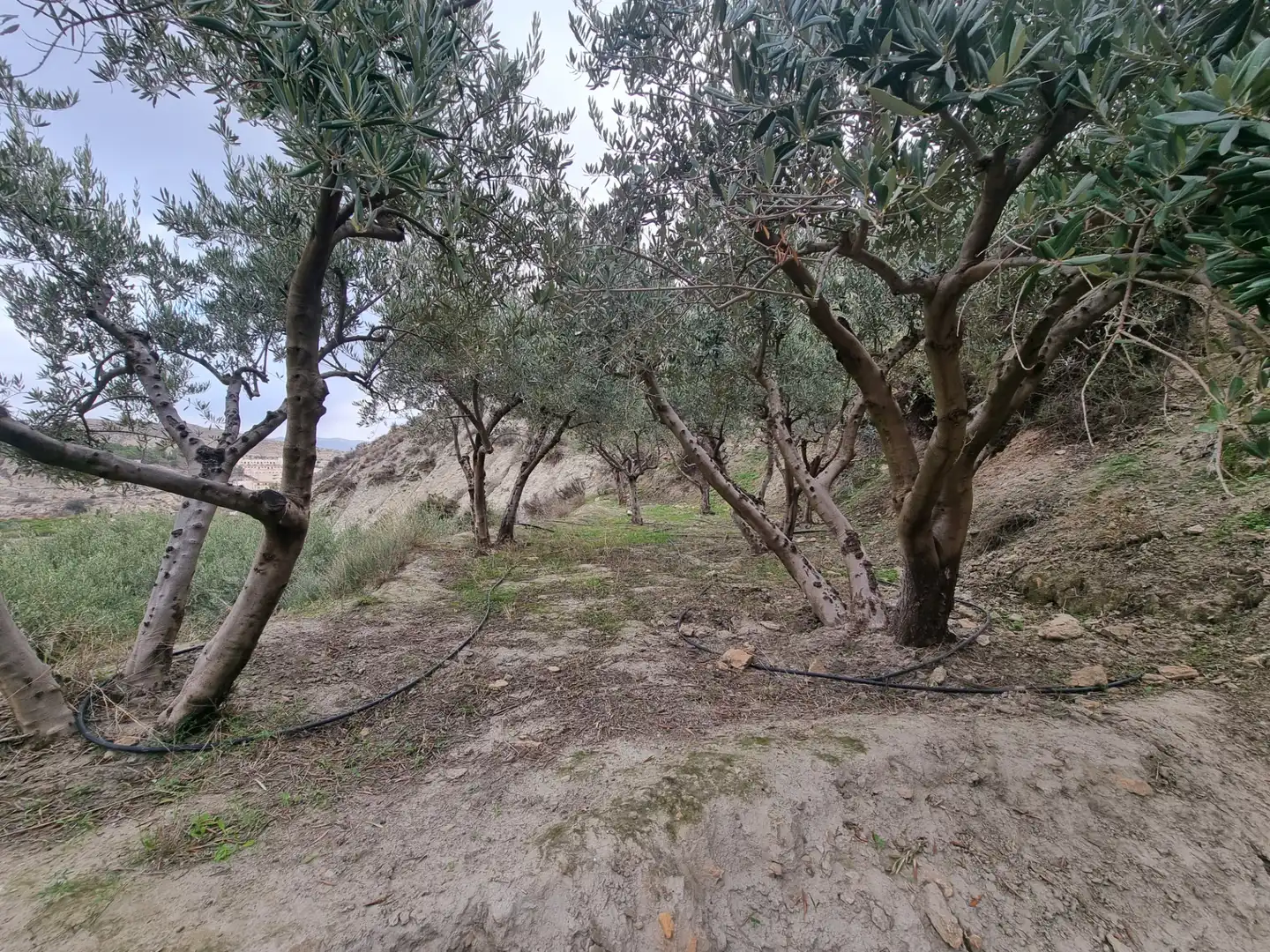Rural land for sale in Calle Camino Ancho 4, imagen 30
