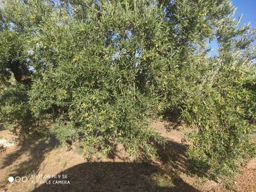 Terreno rustico in vendita a Calle TERMINO DE LUQUE