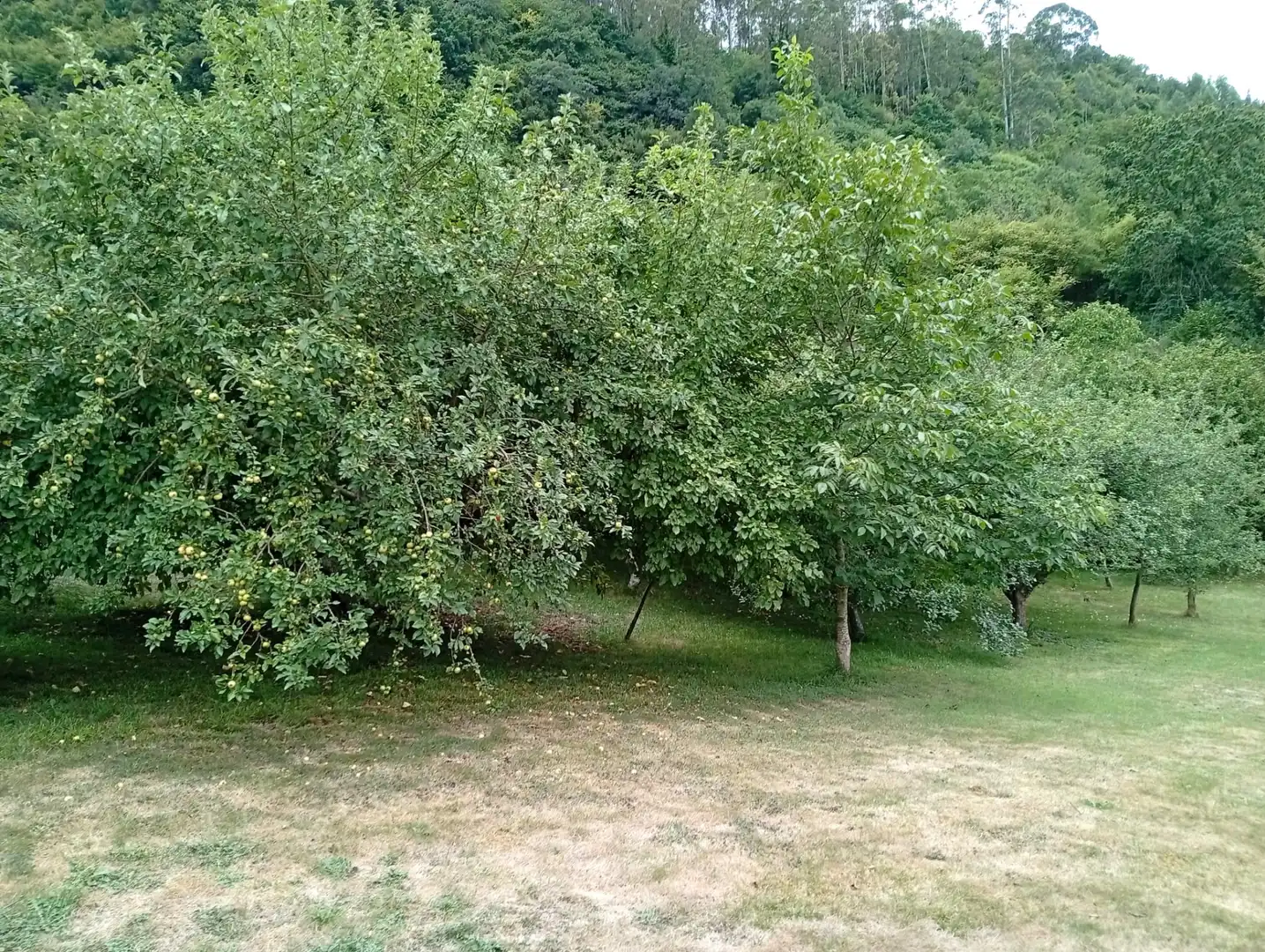 Terreny rústic en venda a Camín de la Xía 686, imagen 22