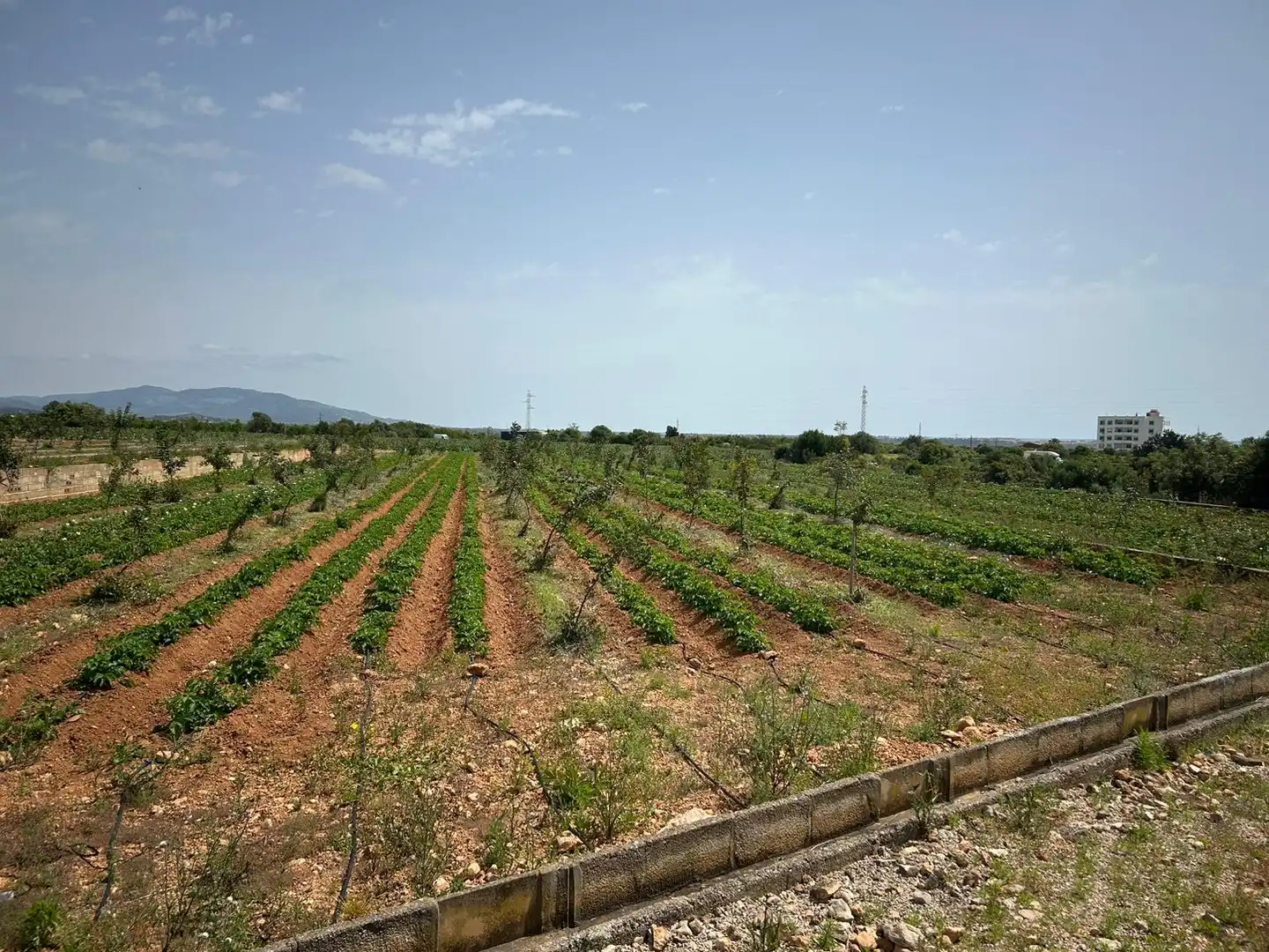 Rural land for sale in Torreblanca, imagen 11