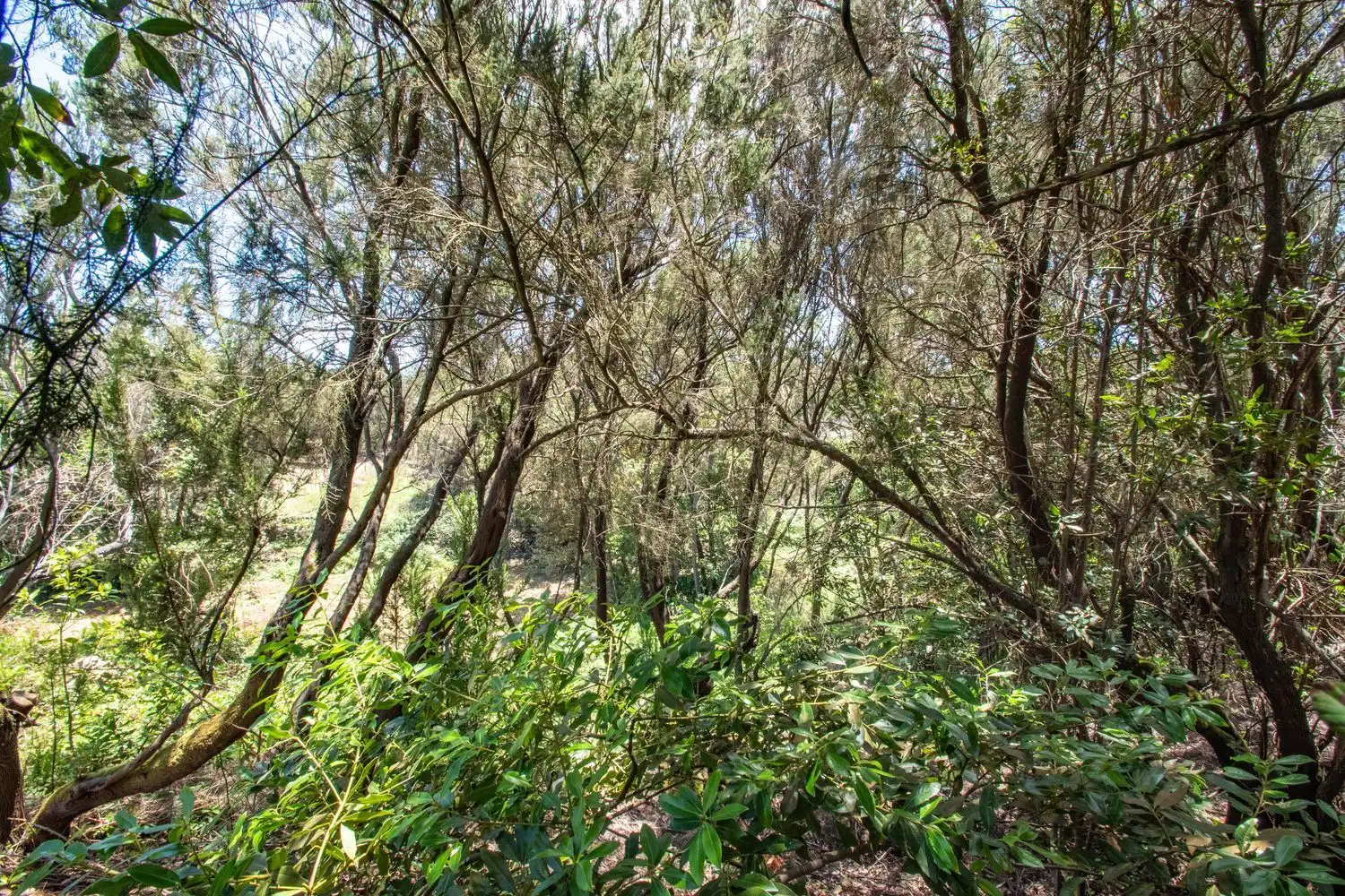 Land for sale in El Tanque