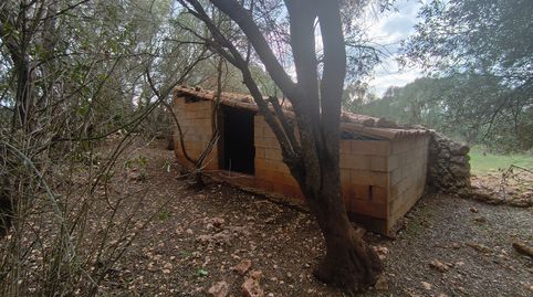 Finca con barraca para animales, immagine 4
