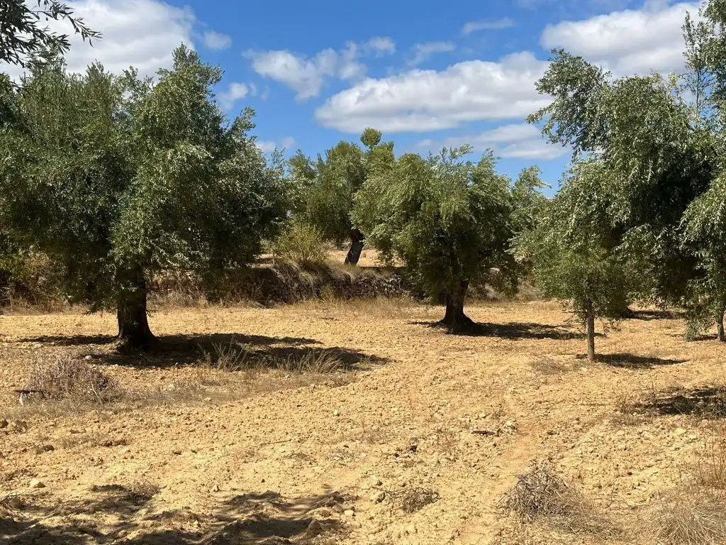 Terreni e lotti in vendita a Cretas, imagen 4
