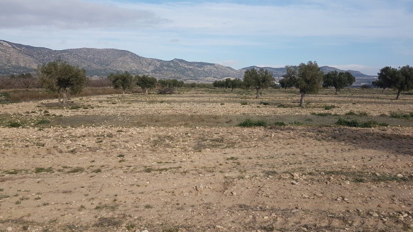 Finca rústica en venta en Salinas
