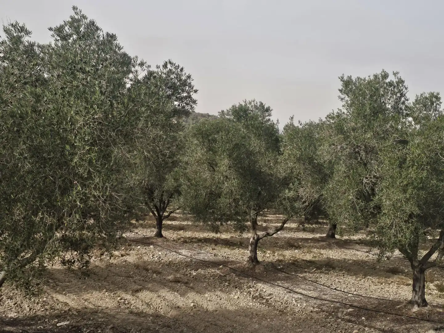 Rural land for sale in Desamparados - Hurchillo - Torremendo, imagen 12