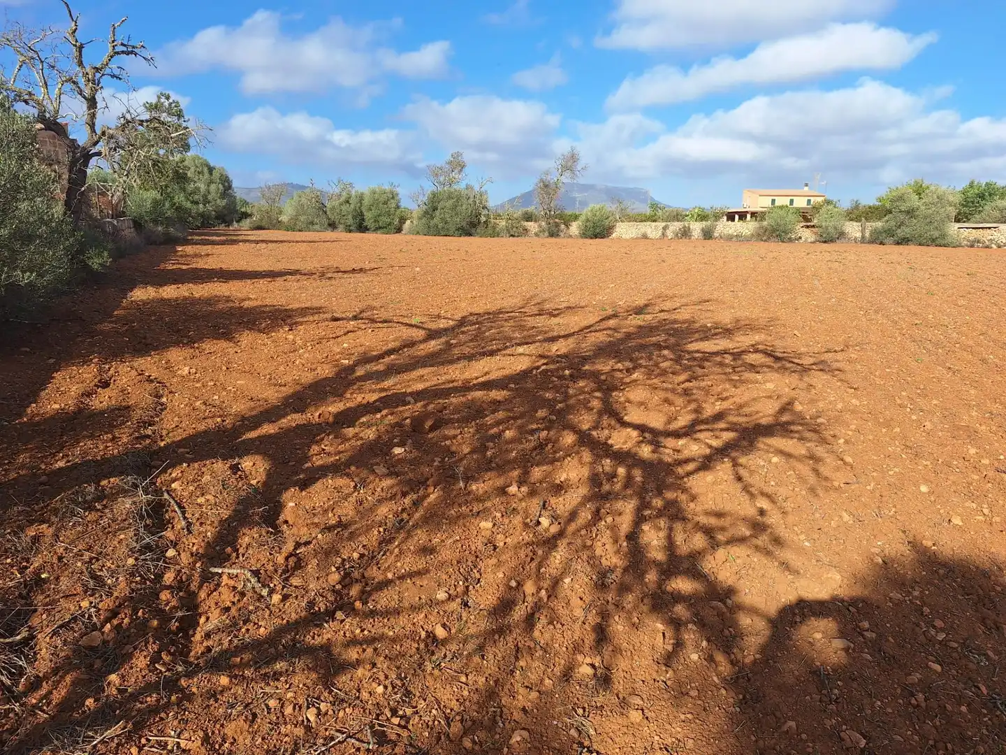 Terreno rustico in vendita a Llucmajor pueblo, imagen 8