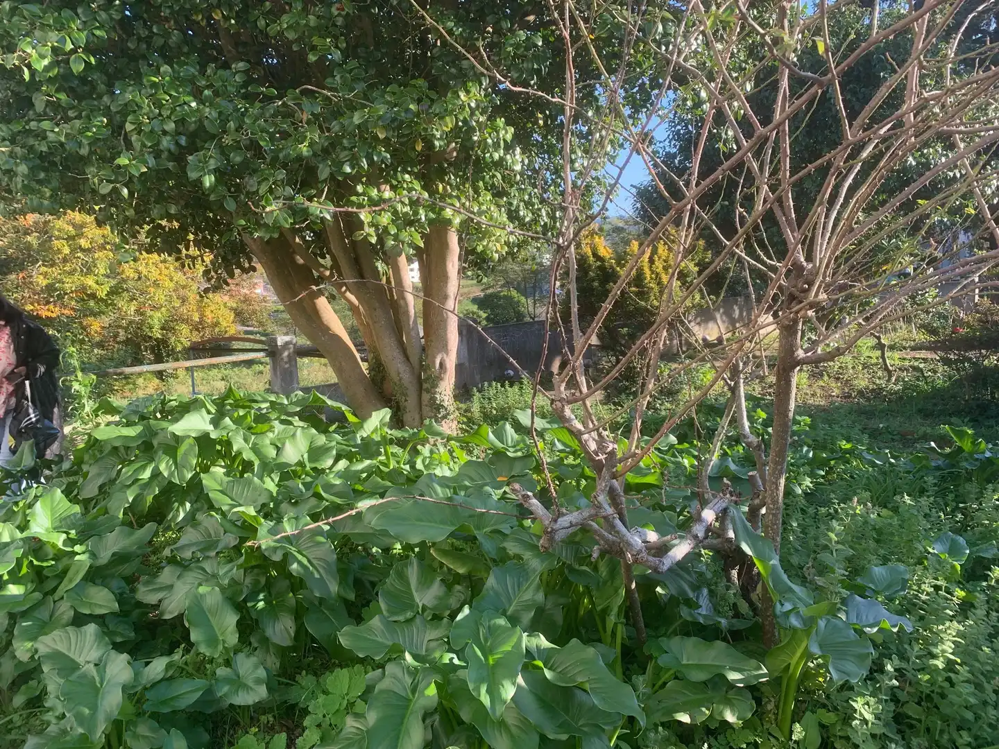 Jardín de Residencial en venta en San Sadurniño