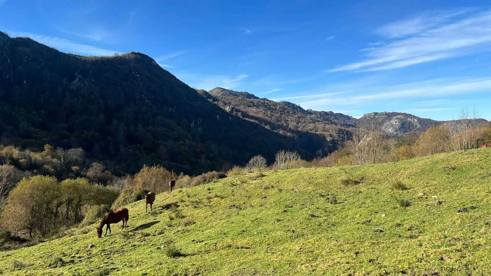 Terreno rustico in vendita a Cangas de Onís, imagen 5