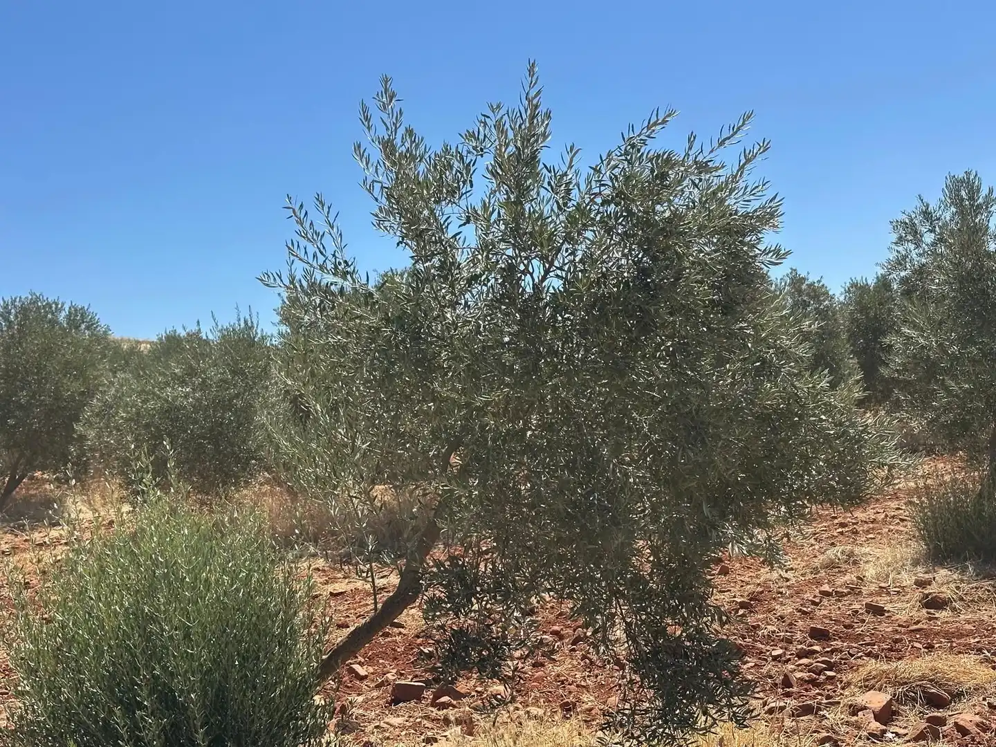 Rural land for sale in Carretera Valdepeñas-Ciudad Real, imagen 48