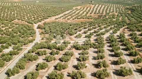 Terrenos en venta en Jódar