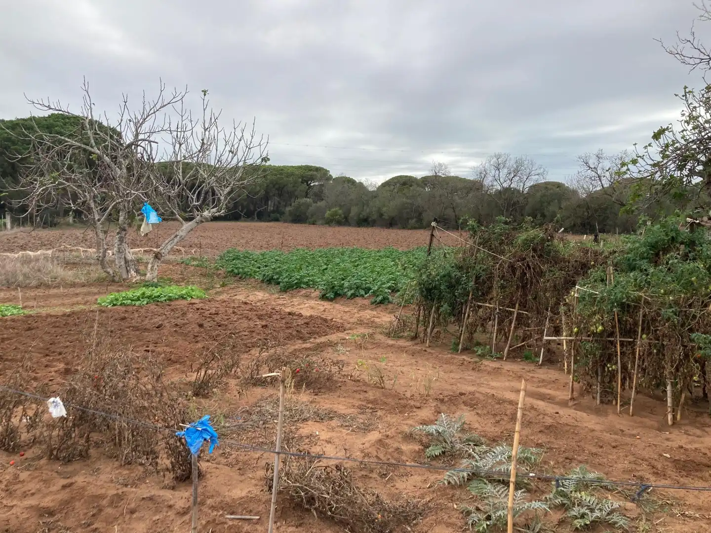Casa rústica amb jardí en venda a Vejer, imagen 12