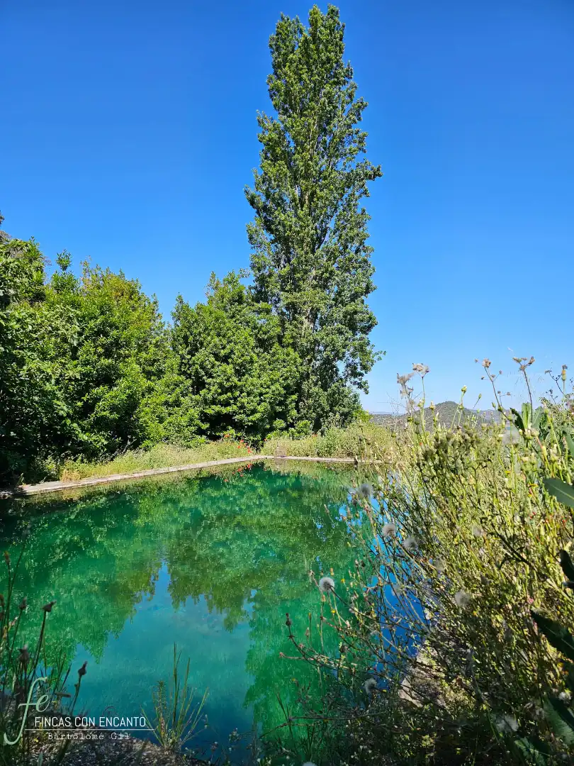 Swimming pool of Country homes for sale in Cazalla de la Sierra  with Swimming Pool