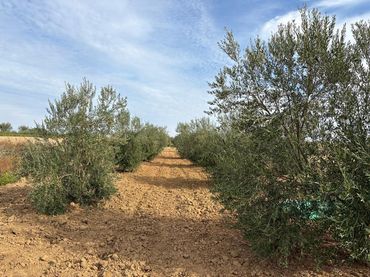 Rustikales Grundstück zum Verkauf in Bollullos Par del Condado