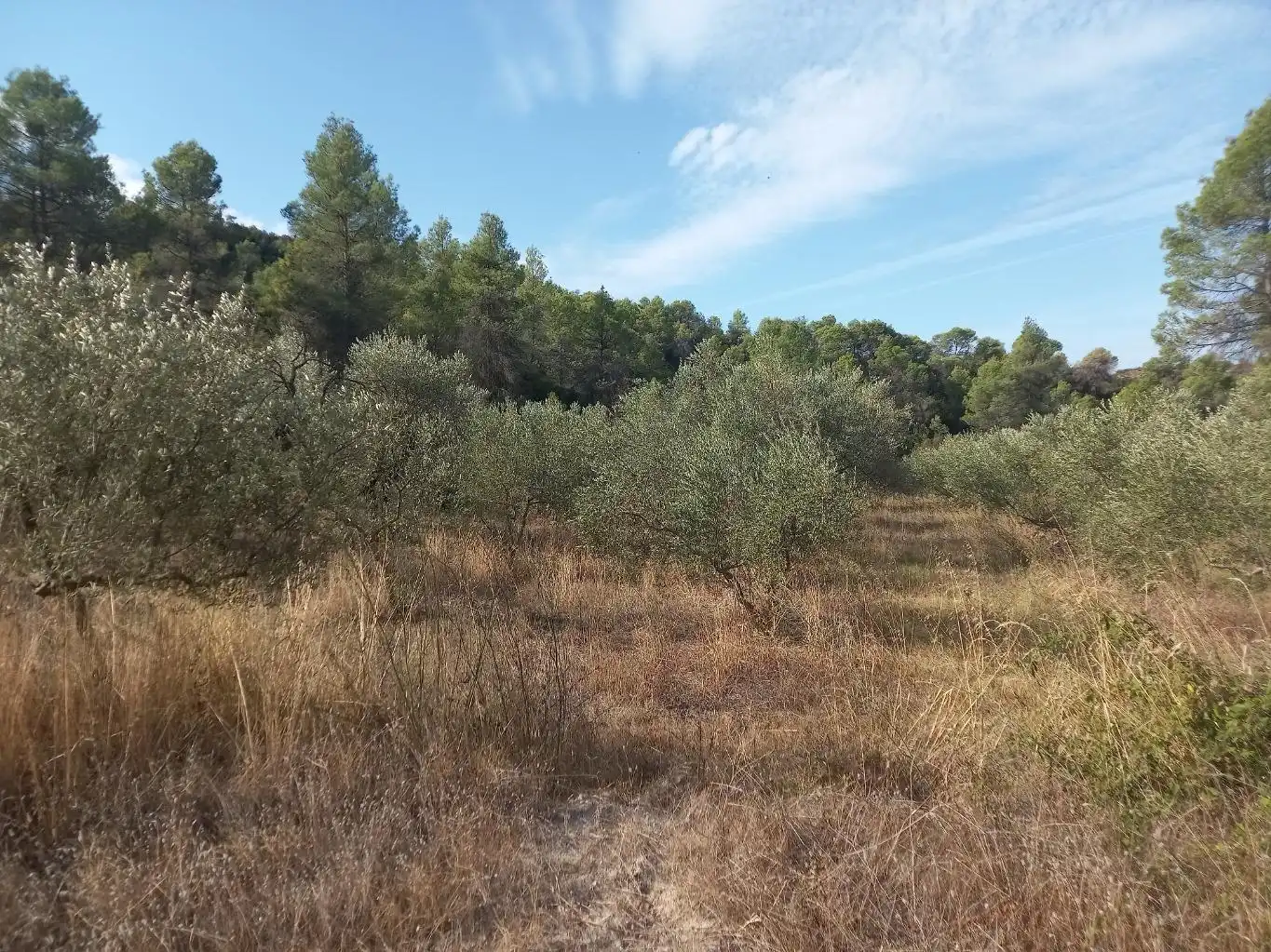 Terreno en venta en La Torre de l'Espanyol