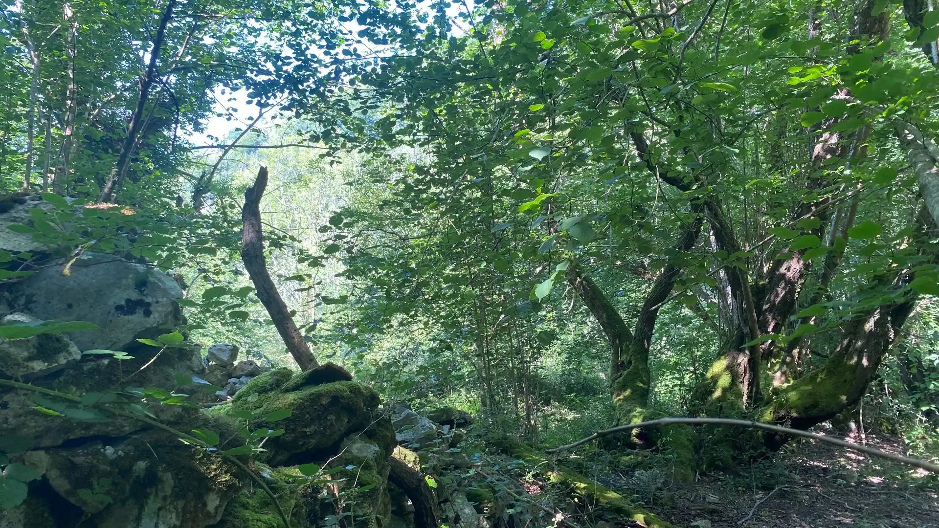 Terreno rustico in vendita a SEGÜENCO, imagen 31