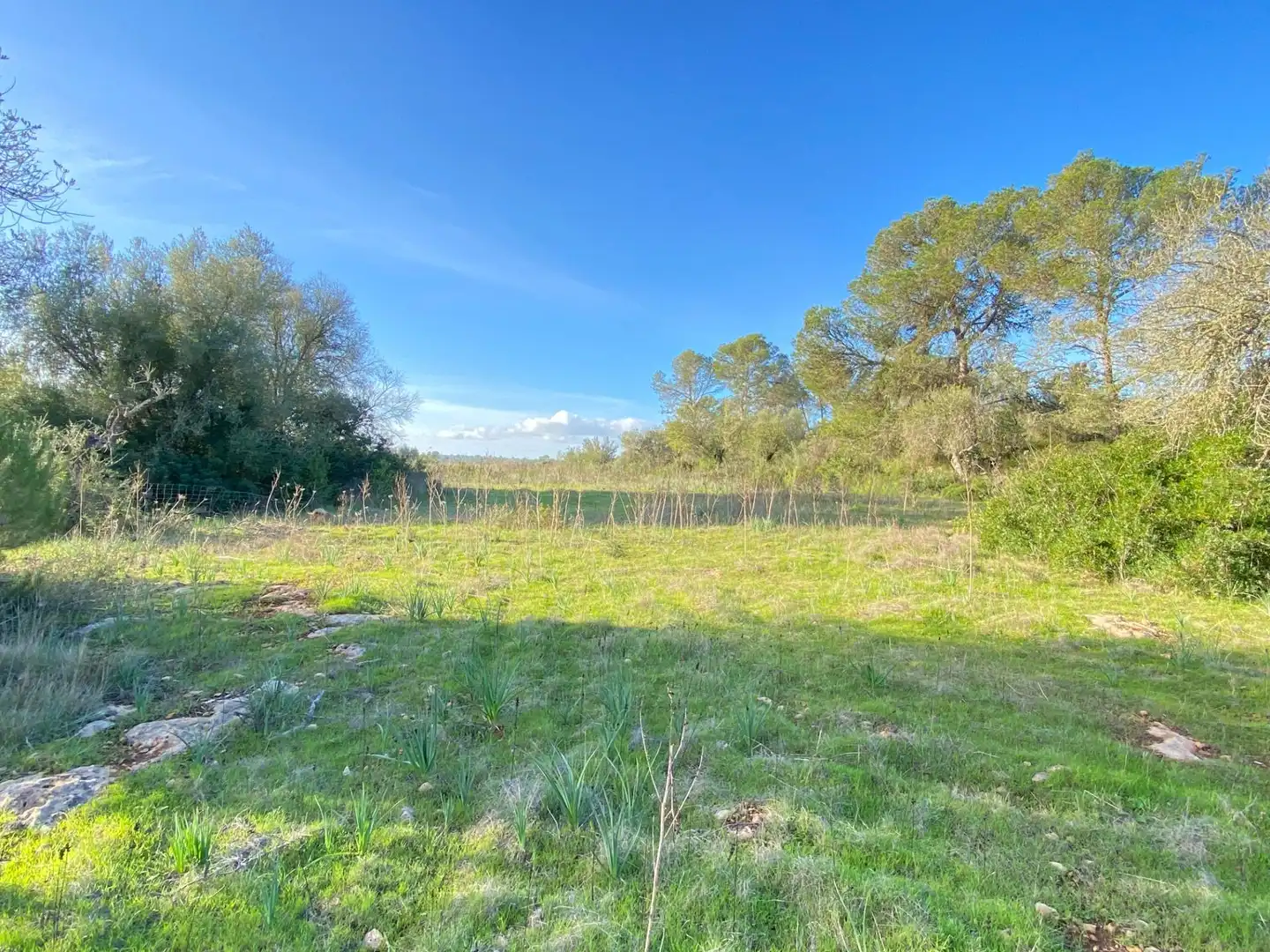 Maison rustique à vendre à Sineu, imagen 16