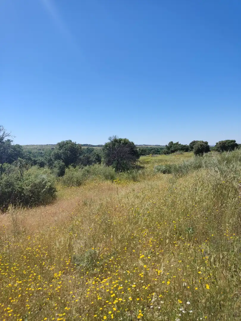 Land for sale in Navalcarnero