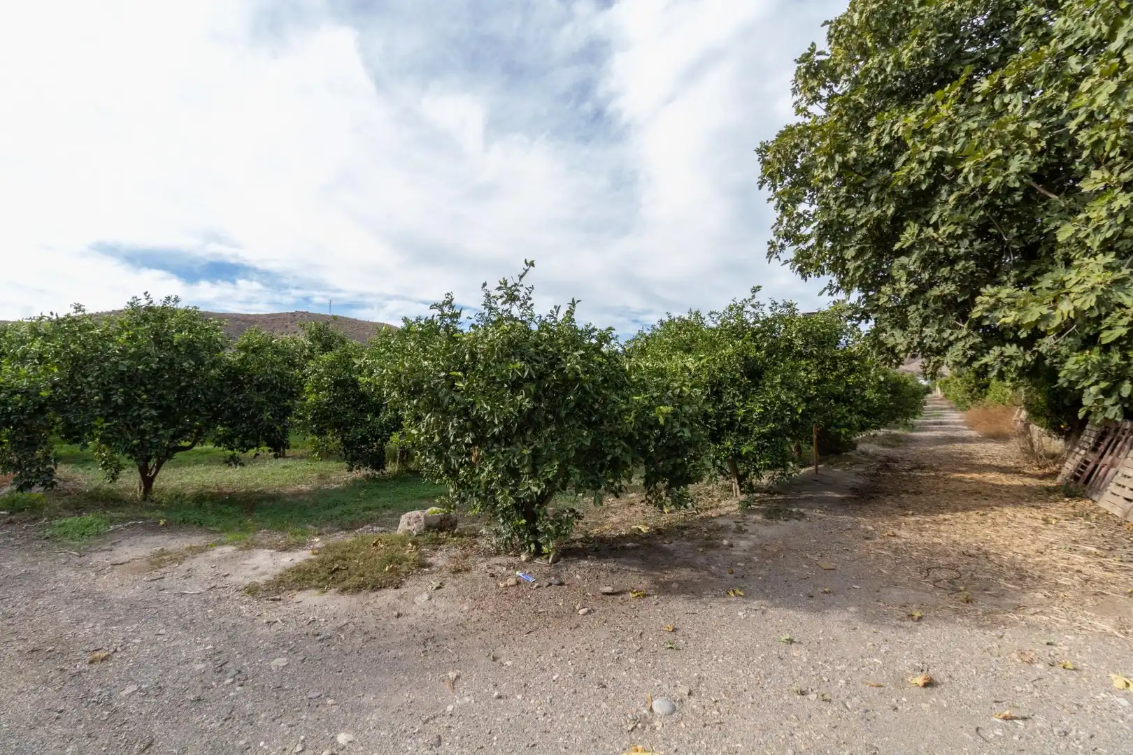 Land for sale in Santa Fe de Mondújar