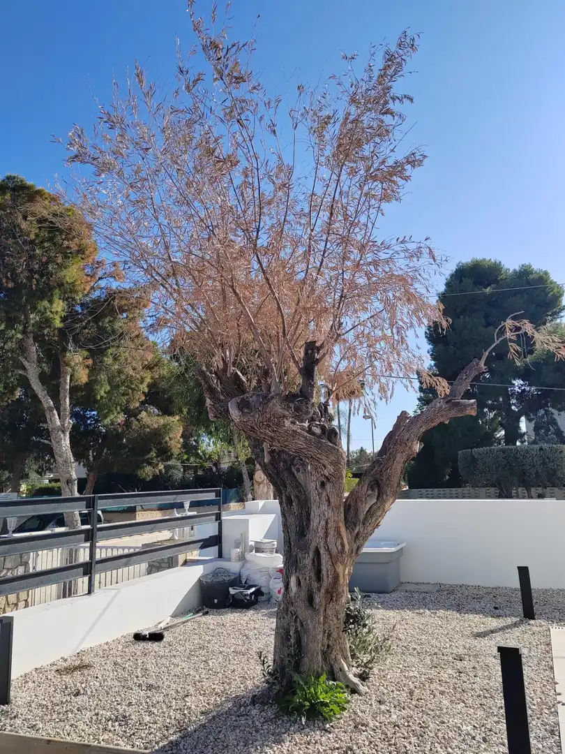 Jardín de Casa o chalet en venta en Sant Joan d'Alacant con Aire acondicionado, Calefacción y Jardín privado