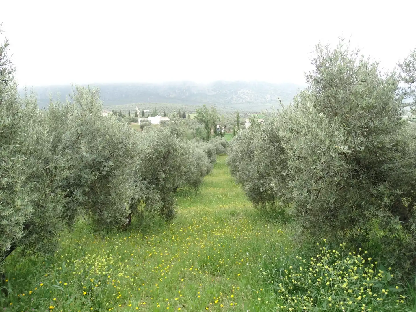 Jardín de Terreno en venta en Antequera