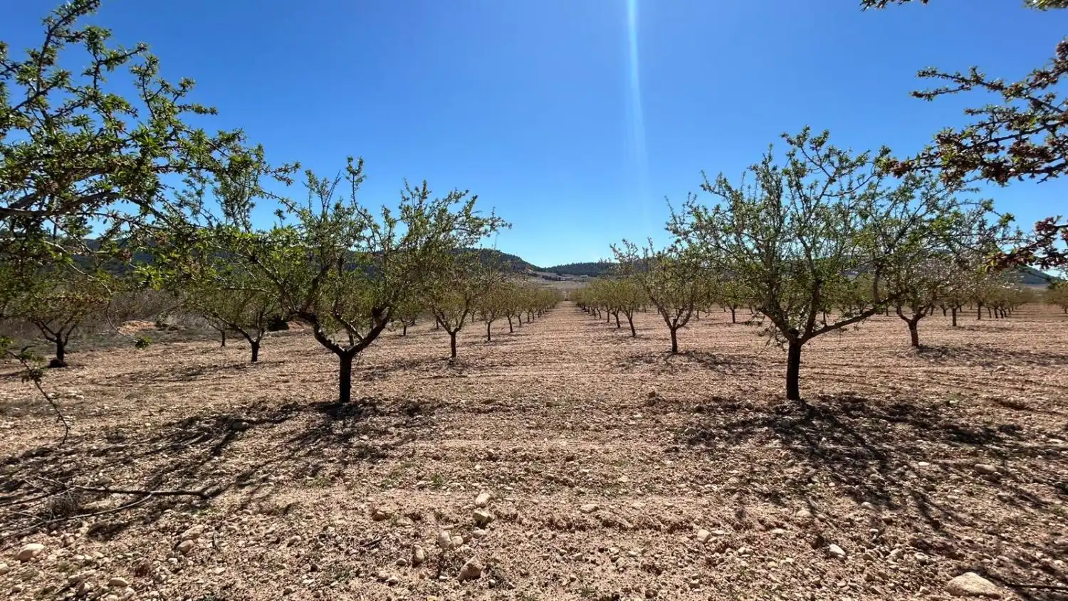 Finca rústica en venda en Tobarra
