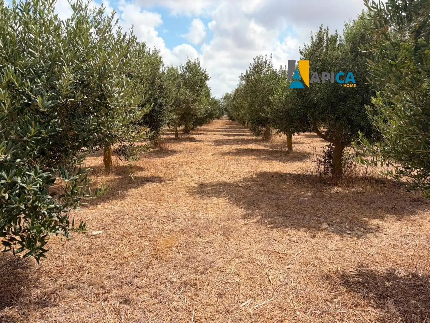 Rural land for sale in Los Franceses – La Vega, imagen 7