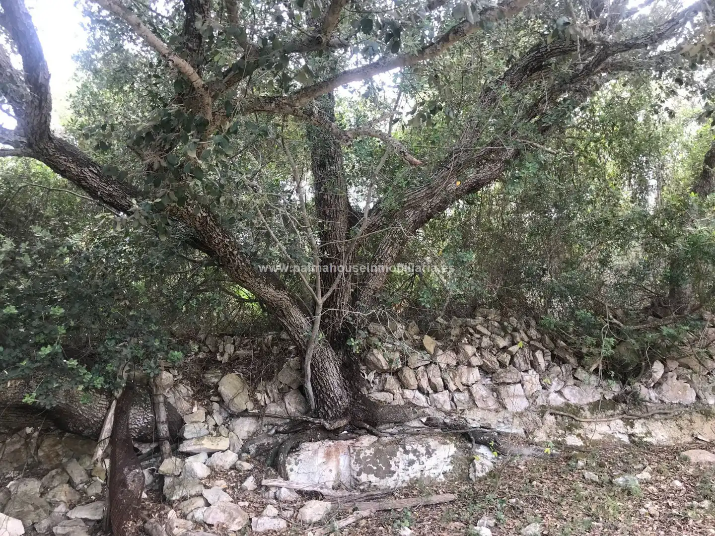 Finca rústica en venta en Maria de la Salut con Calefacción y Terraza