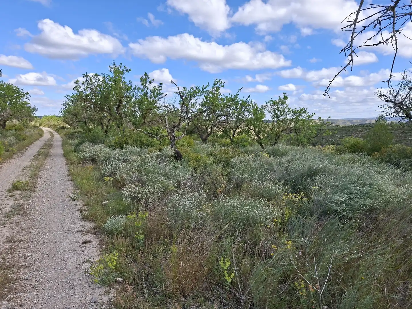 Finca rústica en venta en Vilalba dels Arcs