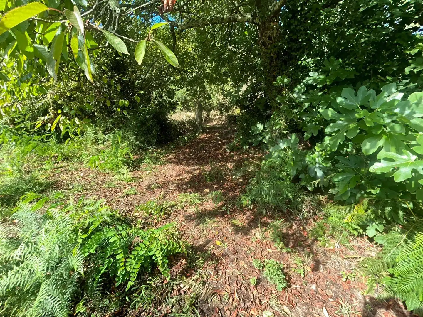 Casa o xalet en venda en Ribeira amb Jardí privat