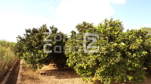 Terreno agrícola con naranjos Navelina en Carcaixent