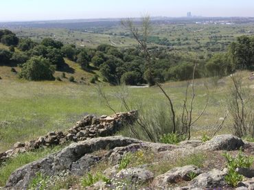 Terrenys i solars en venda a M-104 FINCA LA ENCINILLA (JUNQUER)