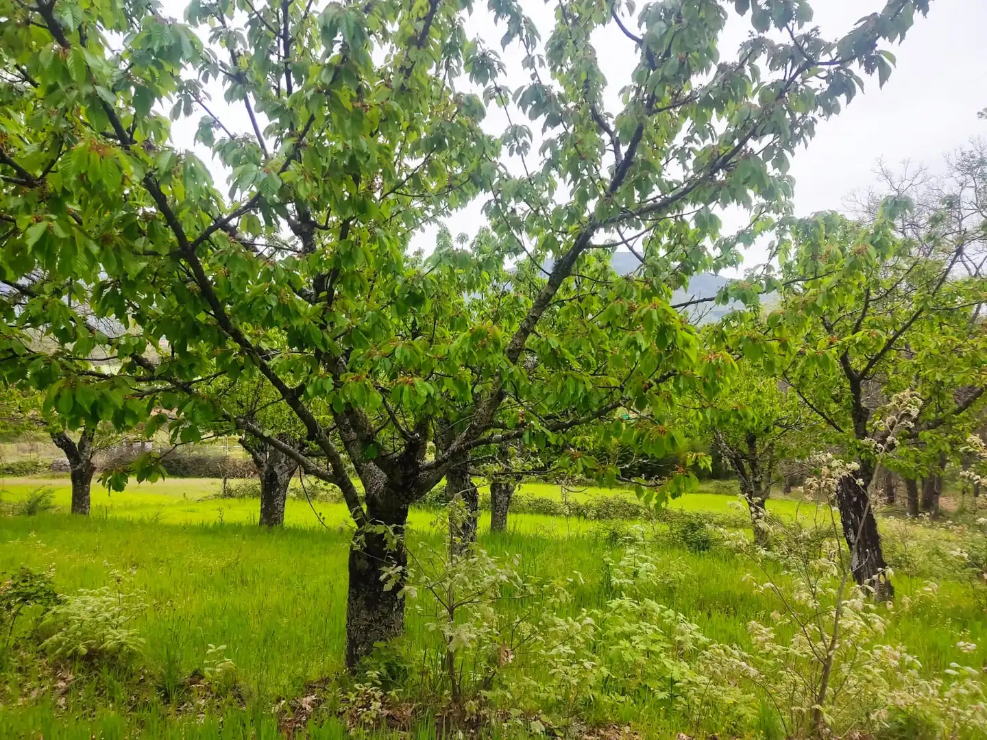 Terreni e lotti in vendita a Jarandilla de la Vera, imagen 7