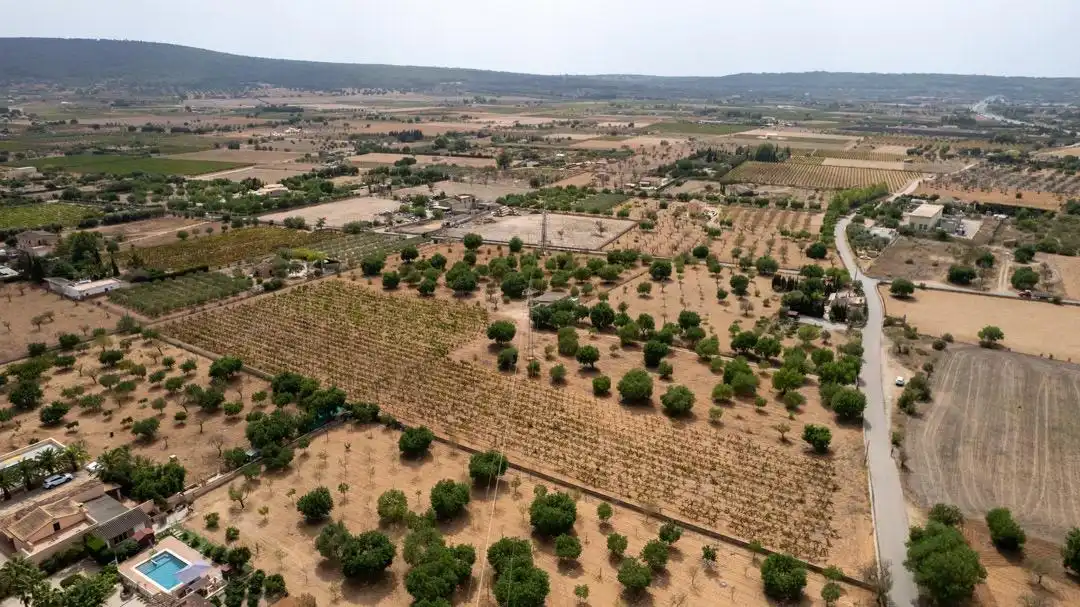 Land for sale in Consell