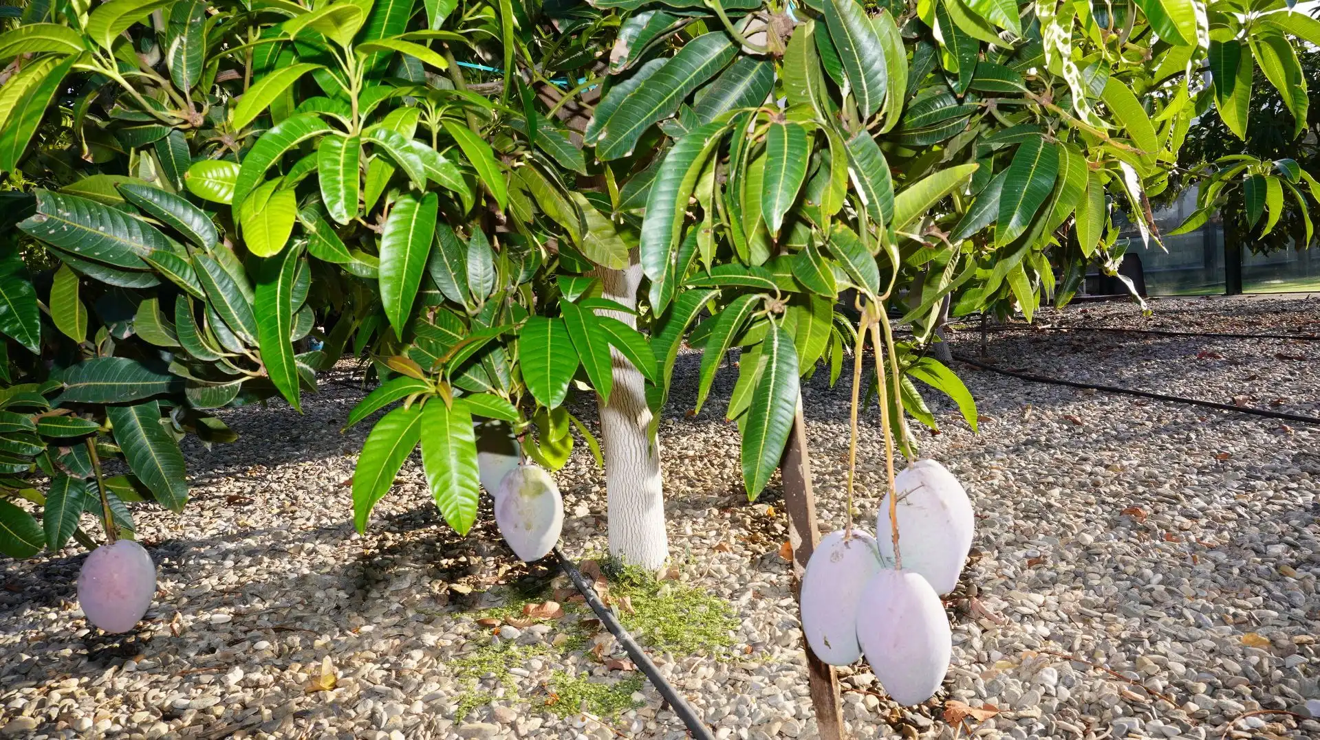 Jardí de Finca rústica en venda en Motril amb Aire condicionat, Terrassa i Traster