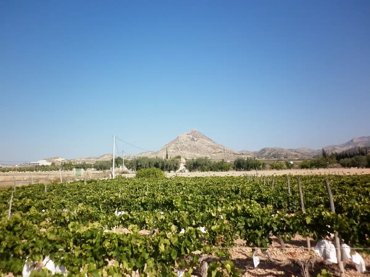 Rural land for sale in Novelda, imagen 3