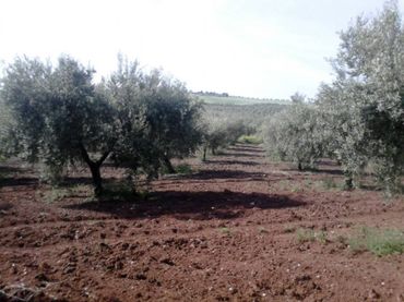 Terreno rustico in vendita a Calle TERMINO DE BAENA