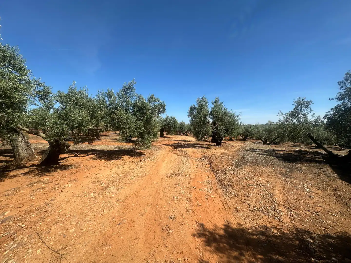 Land for sale in Villanueva de la Reina
