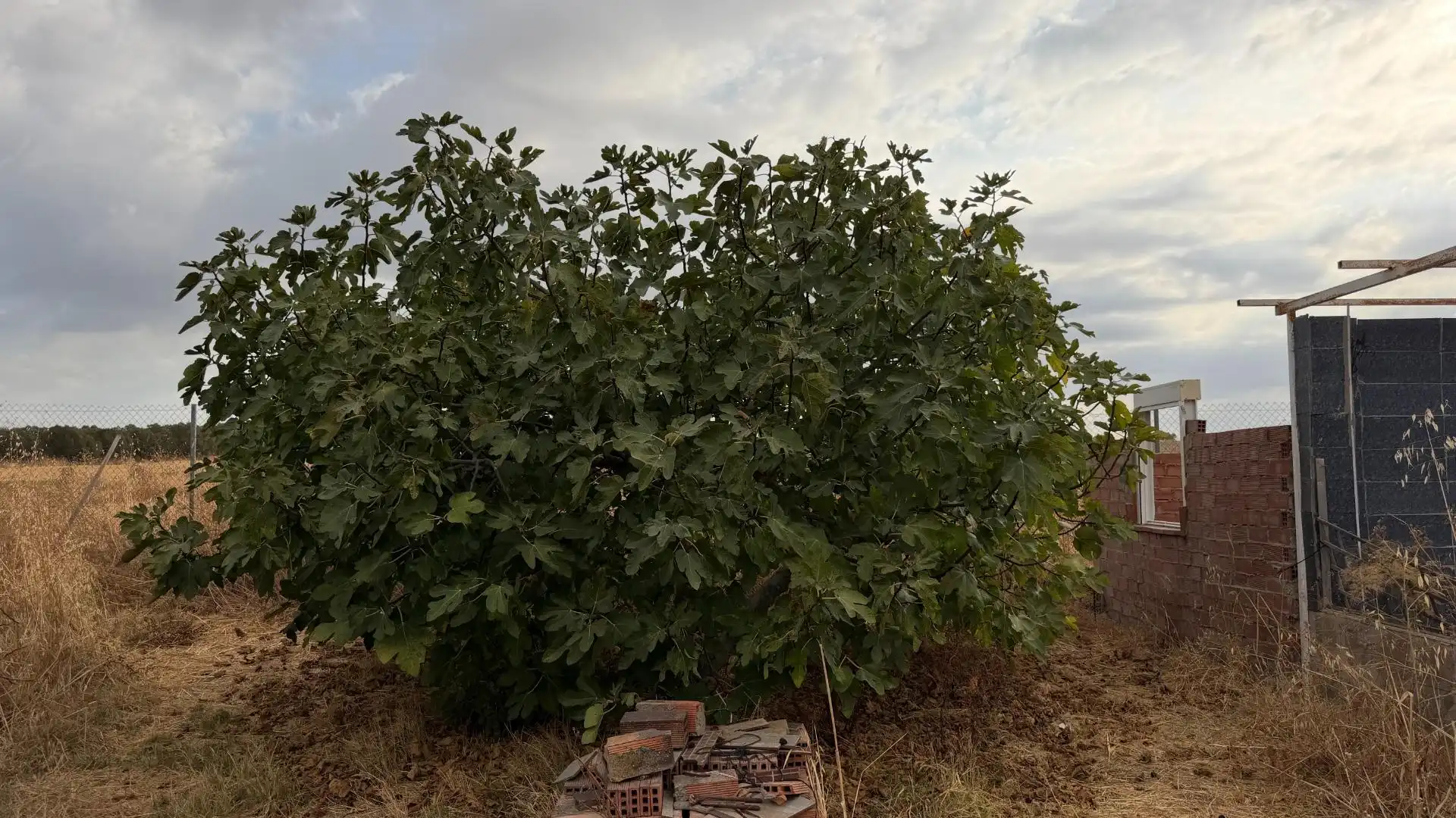 Garden of Country homes for sale in Trigueros, Huelva