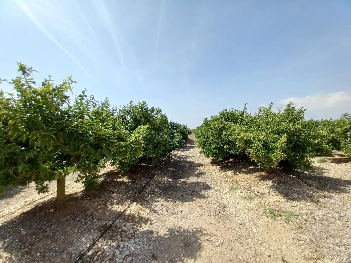 Terreno rustico in vendita a Costa Norte, imagen 44
