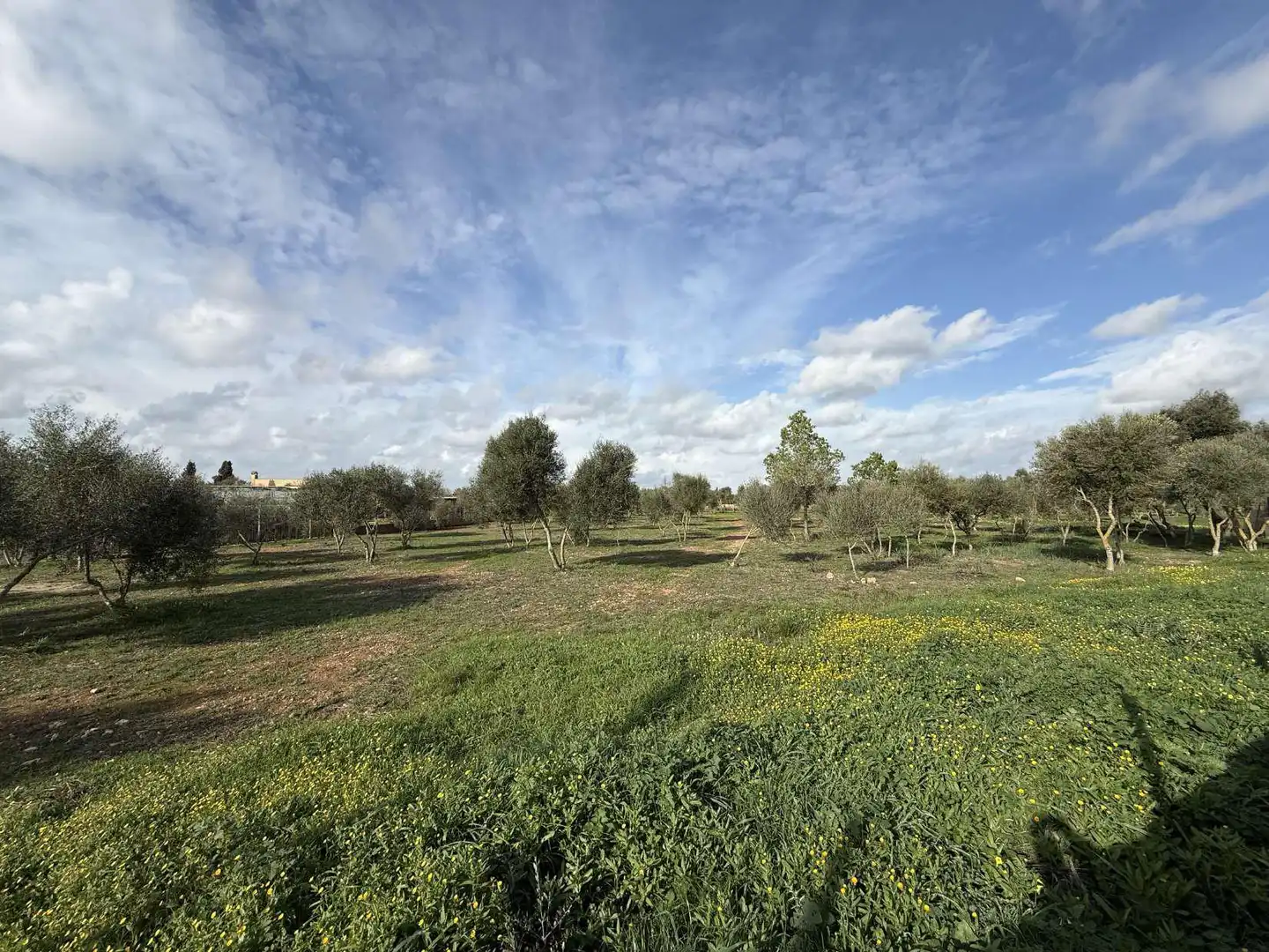 Terreno rustico in vendita a Ronda de Migjorn 64, imagen 4